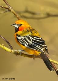 Streak-backed Oriole